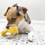 KONG Dr. Noy's Platy Duck Plush Dog Toy [Set of 3]