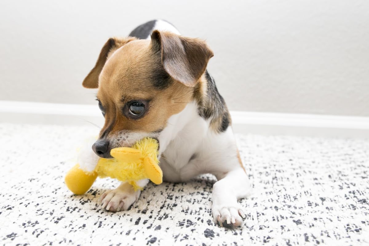 KONG Dr. Noy's Platy Duck Plush Dog Toy [Set of 3]