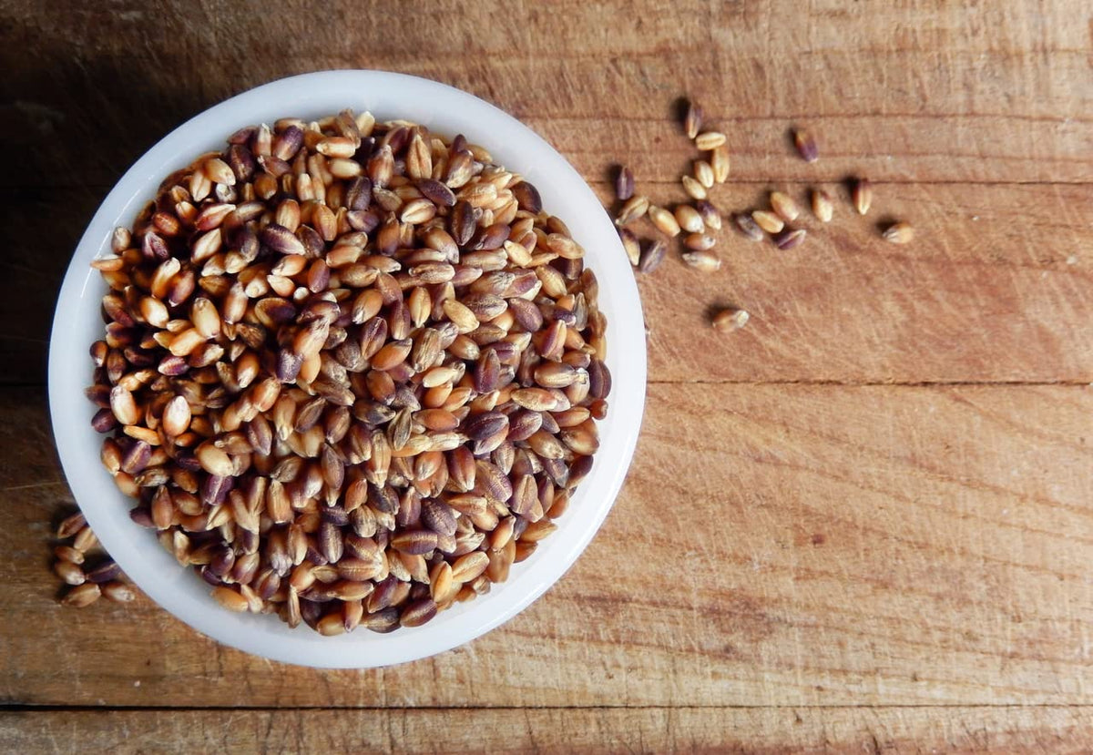 Shiloh Farms Heirloom Organic Hulless Purple Barley - Whole Grain - 16 Ounce Bag (Pack of 2) - ONE OF THE MOST NUTRITIOUS GRAINS ON EARTH!