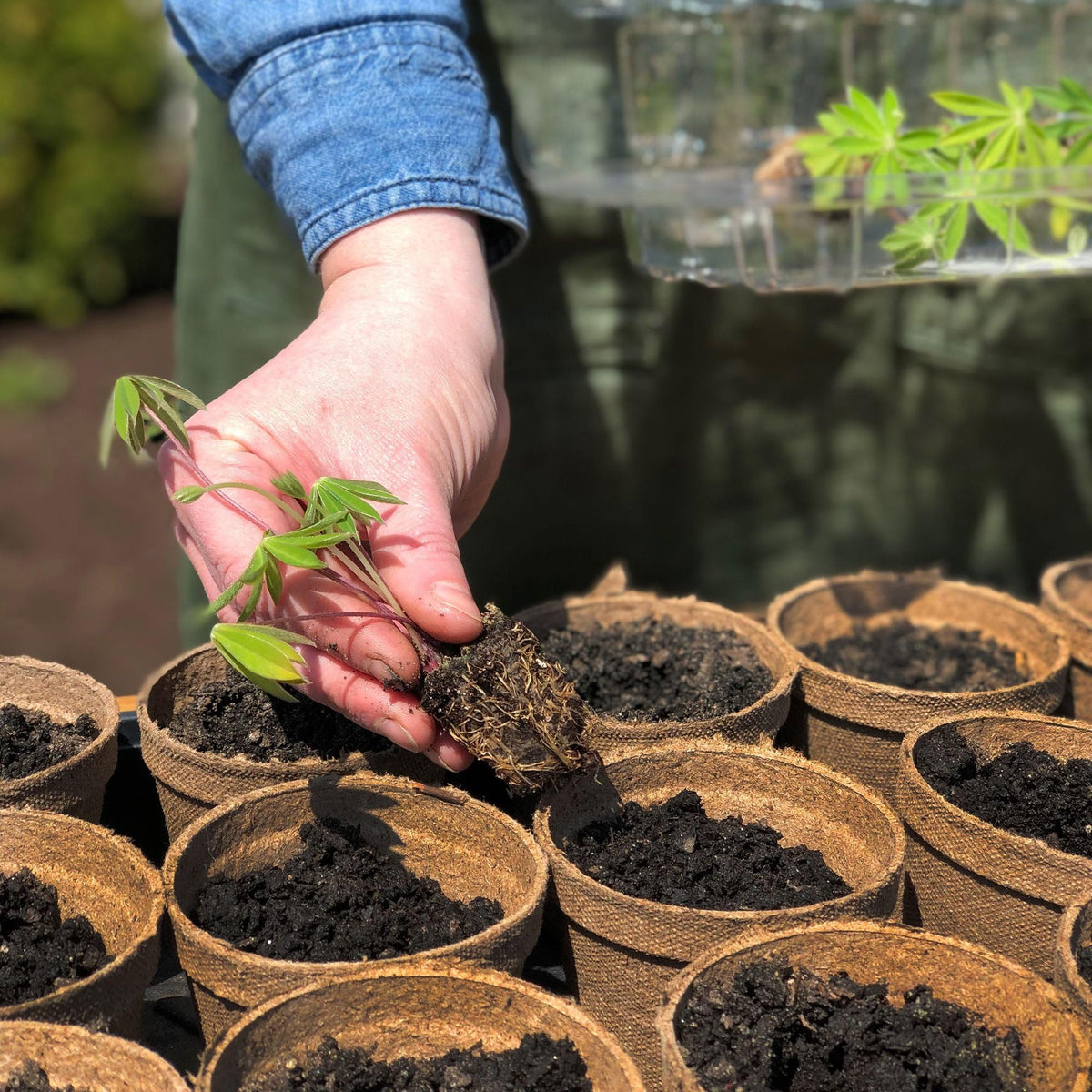 Jiffy Seed Starting 5" Biodegradable Peat Pots